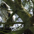 Poussin de Hibou moyen-duc